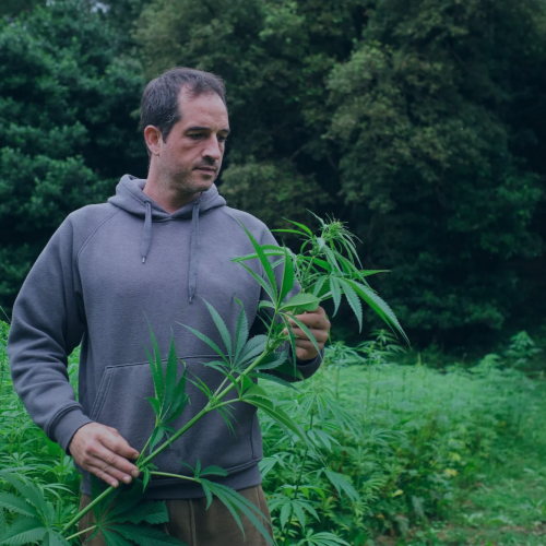 cannabisverband_deutschland_unser_verband_blau